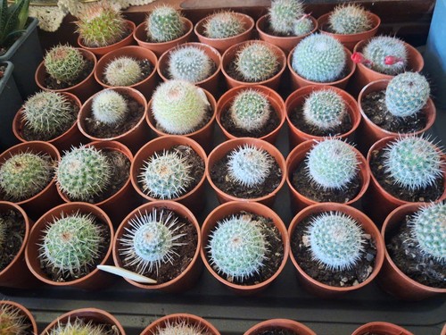 Mammillaria rebutia - &,