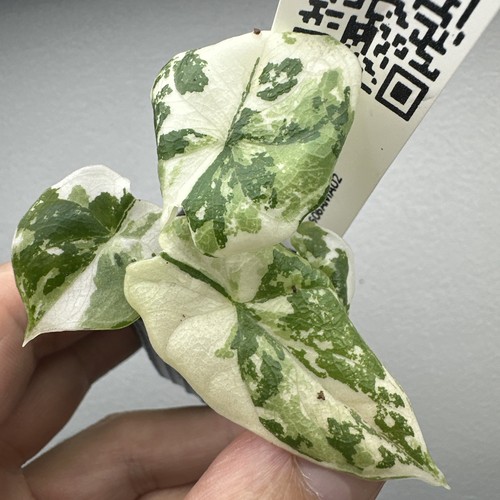 Alocasia melo albo variegata - alocasia,