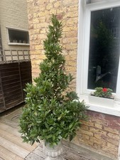 Bay Leaf Tree Laurus Nobilis with  Pot