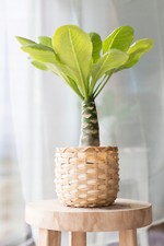 Brighamia insignis hawaiian - brighamia,