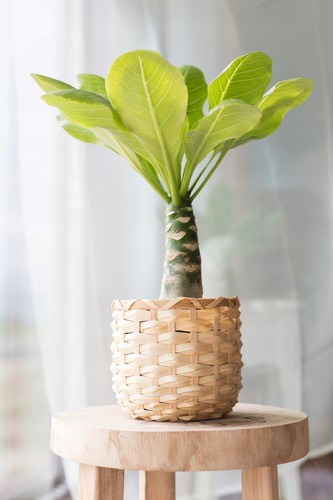 Brighamia insignis hawaiian - brighamia,