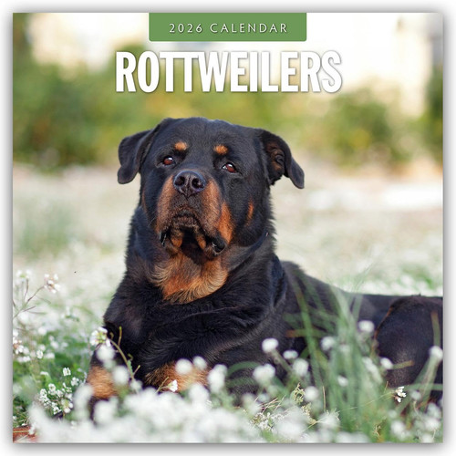 Rottweilers 2026 square wall - square,