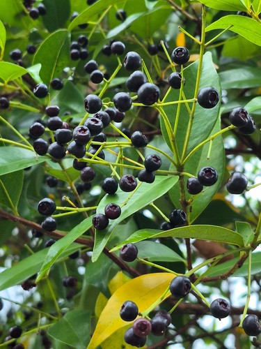Indonesian bay leaf bayleaf - bay,