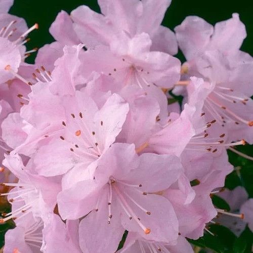Rhododendron dwarf perennial