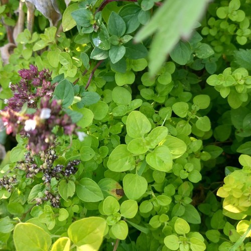 Marjoram compact origanum - marjoram,,