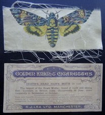 DEATH'SHEAD HAWK MOTH