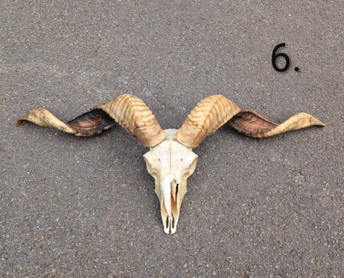 Valais blacknose ram skull - valais,