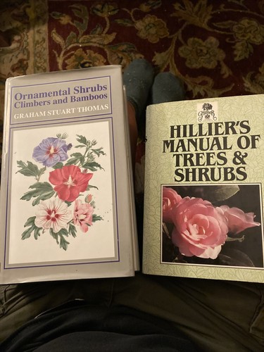 Thomas ornamental shrubs - thomas,,