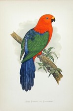 Antique Parrot Print  AUSTRALIAN KING PARROT Original Greene Bird Engraving 1884