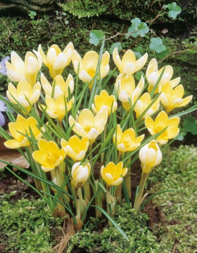 Crocus romance 25 or 50 - 'romance',