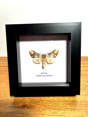 Buff tip moth box - tip,