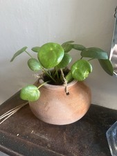 Hanging Chinese Money Plant Hand Thrown Terracotta Round Pot Planter