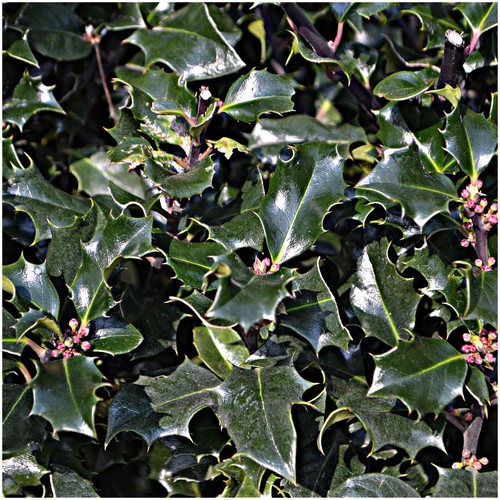 Holly plant ilex meserveae - holly,