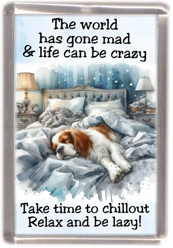 Cavalier king charles spaniel - king,