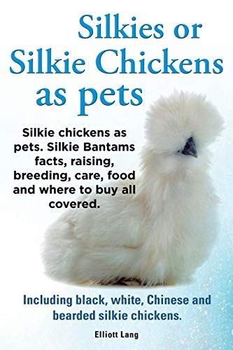 Silkies silkie chickens as - silkies, or