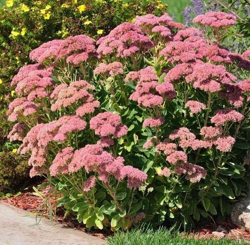 Sedum herbstfreude plants - sedum,