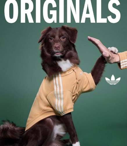 Adidas originals dog - dog,