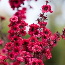Leptospermum Red Damask - Aromatic Flowering Evergreen Shrub