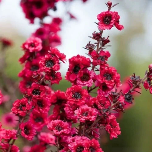 Leptospermum red damask - leptospermum,
