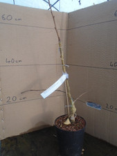 Gingko biloba 'Santa Cruz'