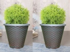 2 X 11" LARGE WICKER PLANTER