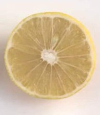 Citrus limettioides PALESTINE - Palestinian sweet lime | Tree | Plants