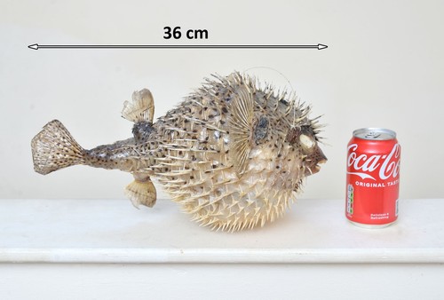 Porcupine fish pufferfish - porcupine,