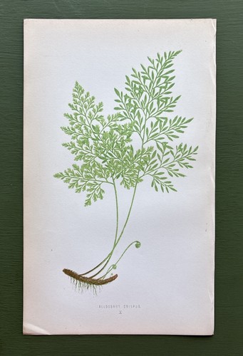 Antique 1857 fern print - 1857,
