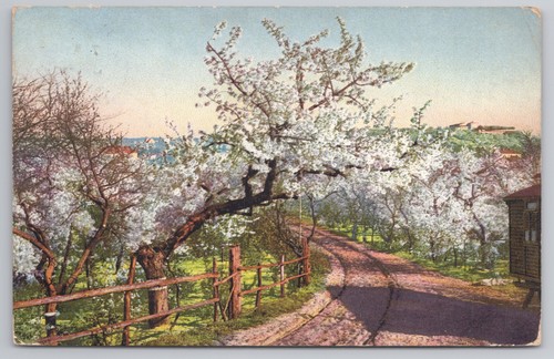Spring blossoms orchard trees - orchard,