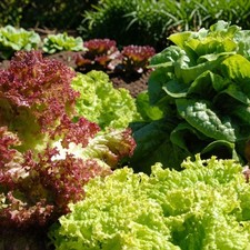 Lettuce Vegetable Plants 6