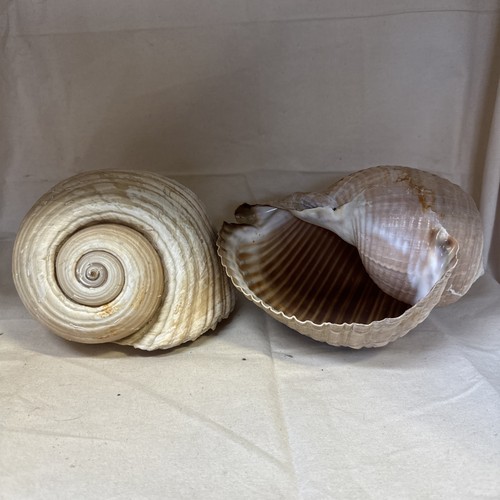 Pair large snail shells - of,