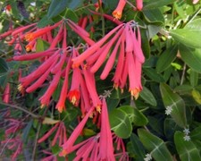Lonicera sempervirens 'Honey