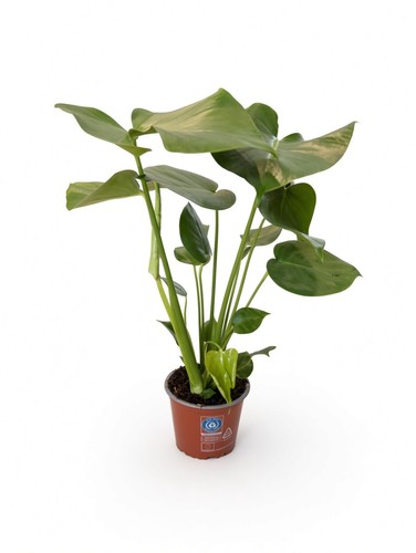 Monstera deliciosa 60cm - 60cm, –