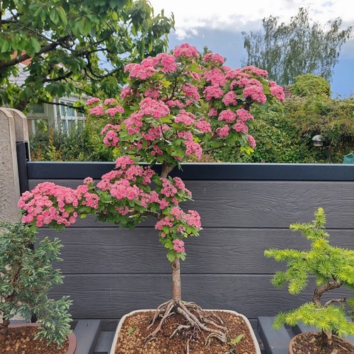 Pauls scarlet hawthorn bonsai