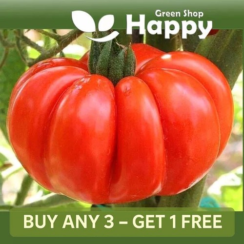 Vegetable tomato costoluto - vegetable,