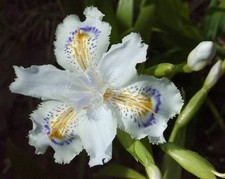 rare Iris tectorum Japonica - Japanese roof iris  1 ltr pot