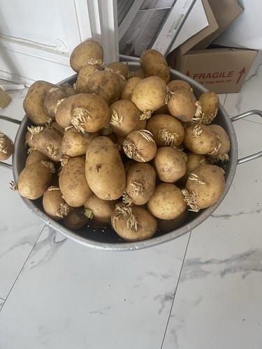 Seed potato swift tuber - potato, 11-tuber