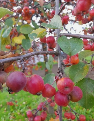 Crab apple unrooted - crab, 20