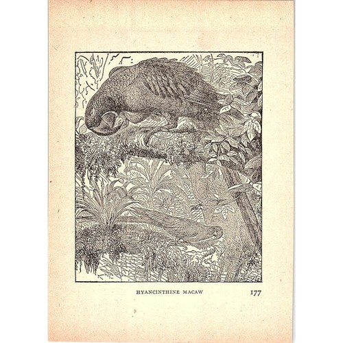 Hyacinth macaw 1902 - macaw, engraving