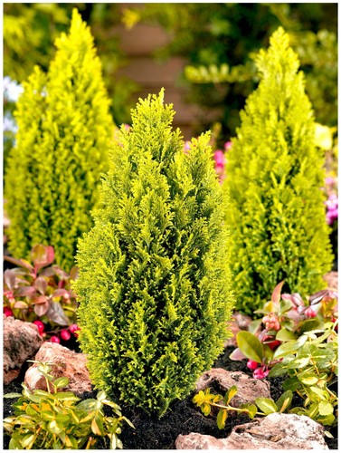 Litre dwarf conifer - 2,