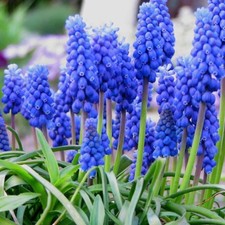 Muscari Armeniacum Bulbs x 100 Flower Bulbs. Beautiful Blue Spring Flowers  