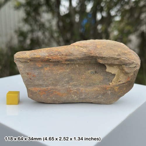 Mazon creek fossil wood - mazon,