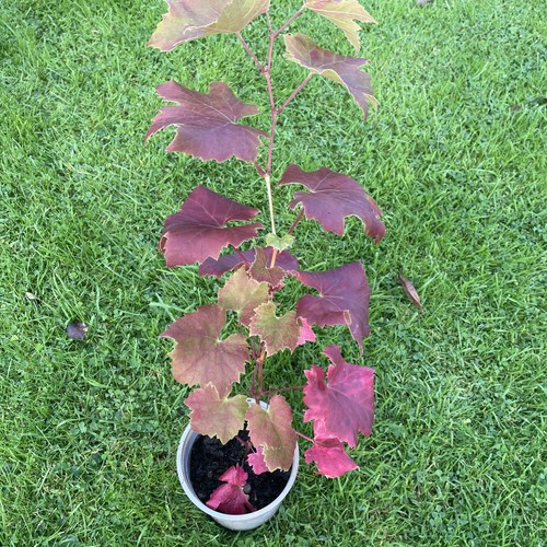 Black grapevine height - height, approx
