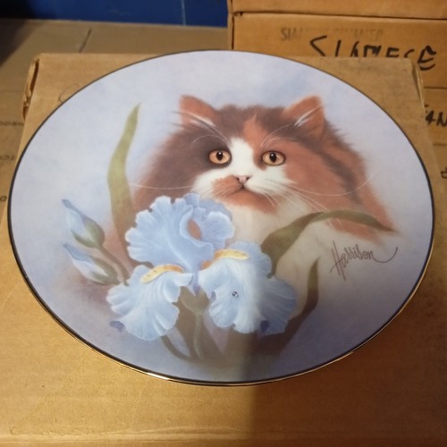 Summer sunshine cat - sunshine, plate