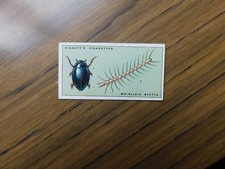 Hignett Bros 1925 Life in Pond & Stream #2 Whirligig Beetle 