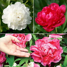 Hardy Peony Collection 3 x