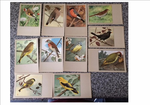 Sluis bird foods vintage - vintage, post