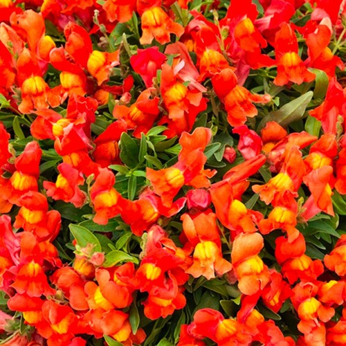 Antirrhinum candelabra plug