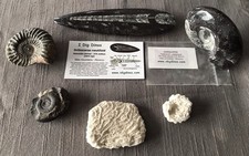 Ammonoid Goniatite Ammonites