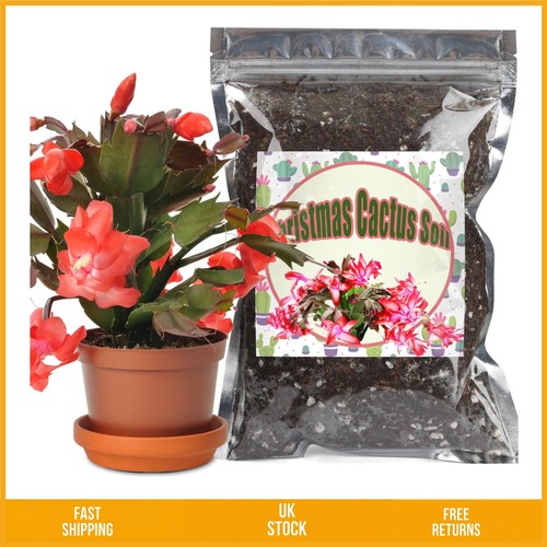 Natural organic succulent and - organic,
